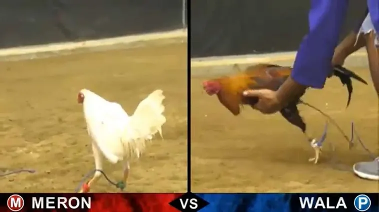 Bí Thuật Chơi Đá Gà Sabong Tại 1xBit Giành Thắng Lợi Tuyệt Đối